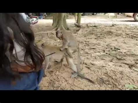 beastiality with monkeys|Monkey Sex. Free bestiality porn videos with a huge kind of .